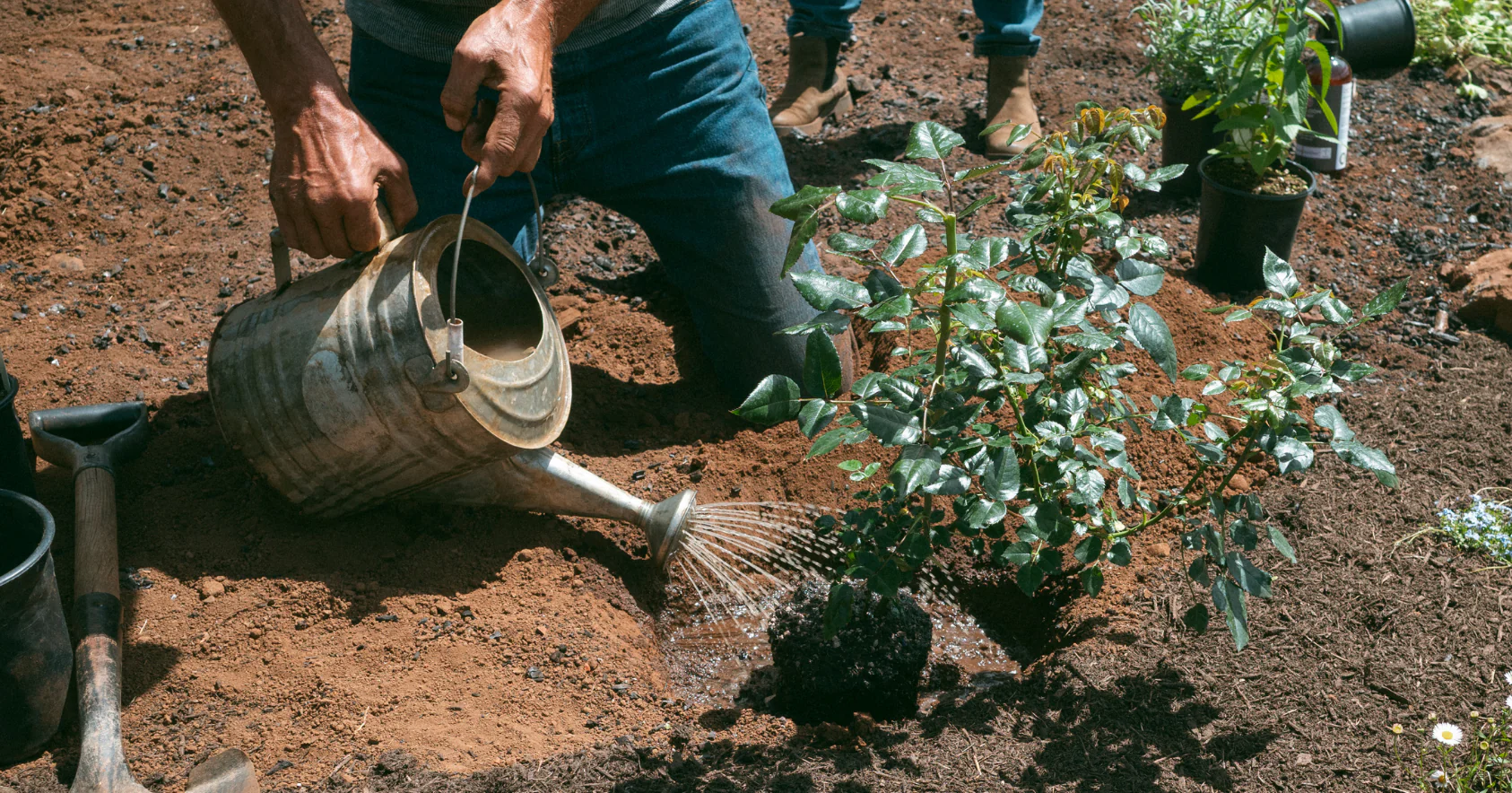Cultivate Your Forever Garden