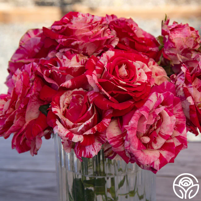 All Roses - No Bundles