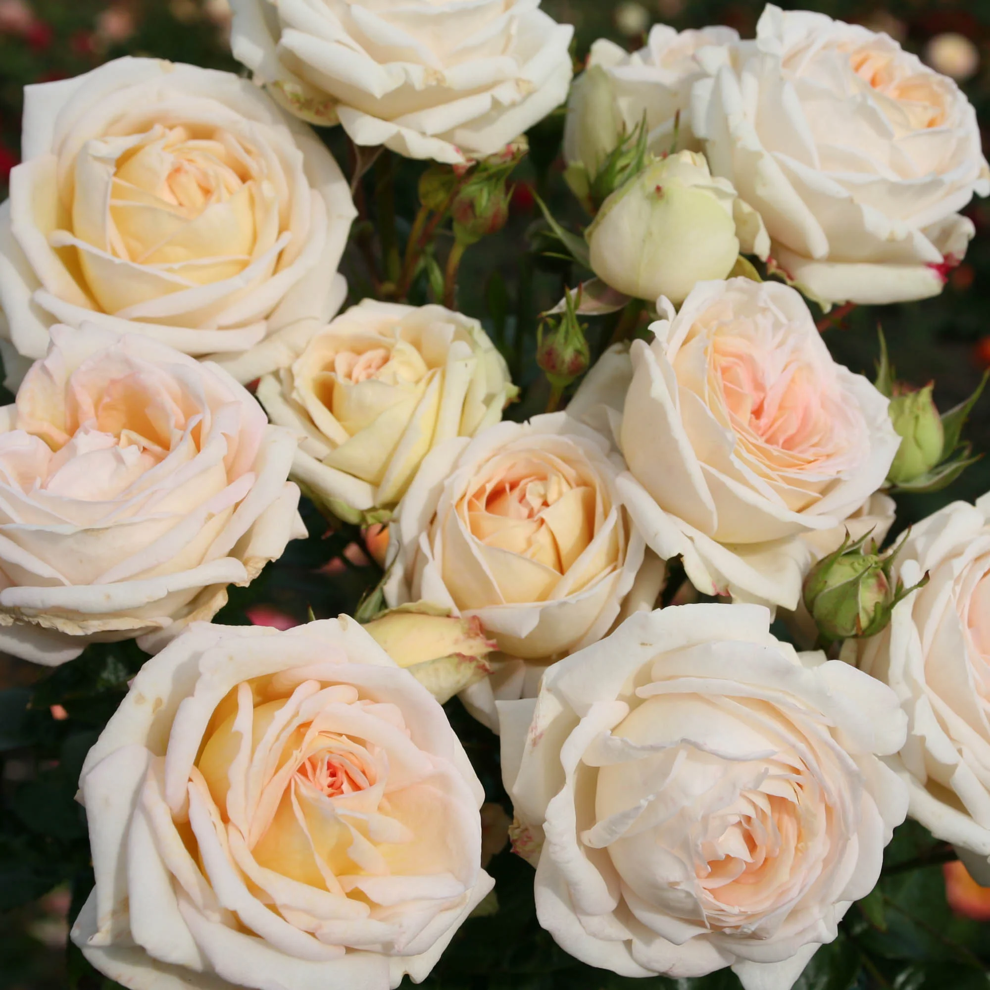 Top 10 Roses To Grow in the PNW