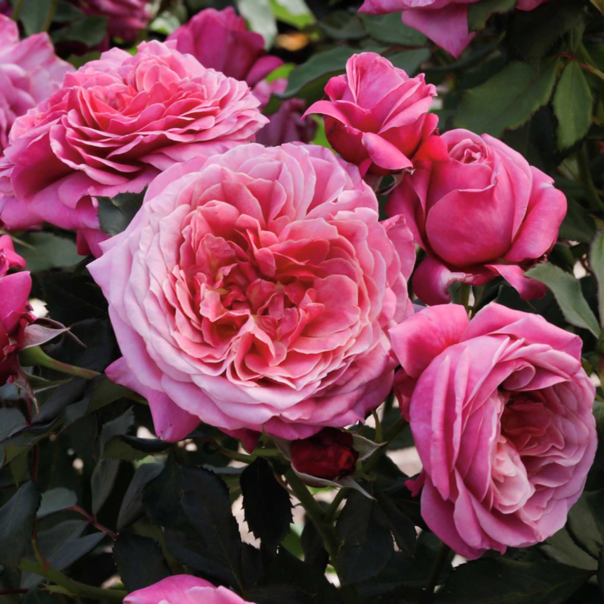 Top Fragrant Roses