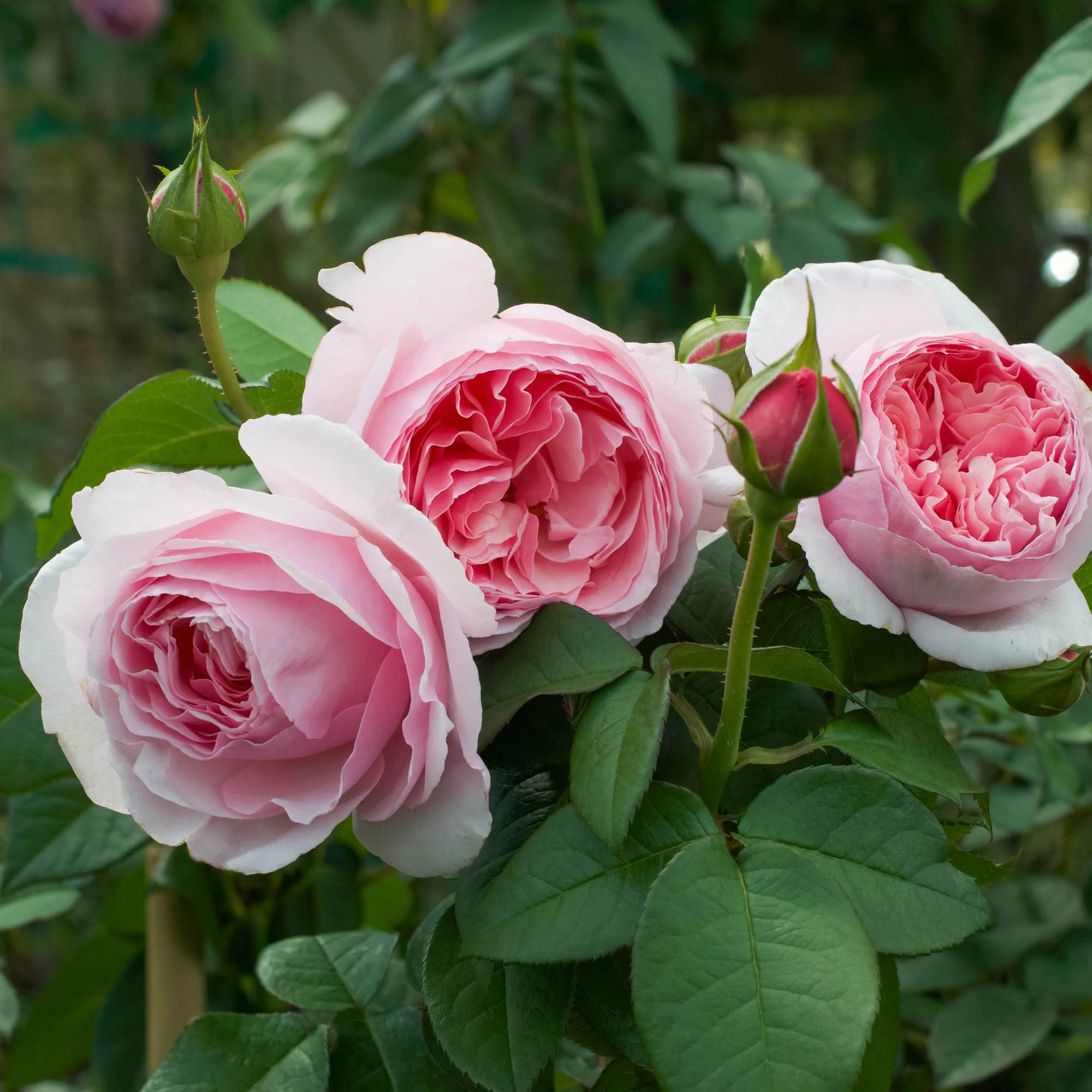 All Roses